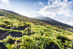 Un viñedo digno de un artículo de opinión se extiende sobre un paisaje montañoso bajo un cielo brillante con nubes dispersas. El verde vibrante de las vides contrasta con el suelo oscuro, creando una escena agrícola pintoresca y serena.