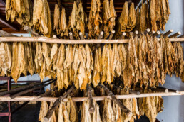 En un pintoresco entorno editorial, las hojas de tabaco secas cuelgan de postes de madera en el granero de curado. Sus tonos marrón dorado indican las etapas finales del secado, mientras que el interior sombreado del granero resalta hermosamente su textura y sus intrincados detalles.