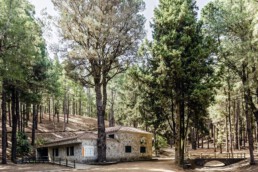 Un edificio de piedra enclavado entre altos pinos crea un entorno forestal sereno. La luz del sol se filtra a través de las ramas y proyecta sombras moteadas en el suelo. Cerca de allí, una pequeña zona vallada marca espacios íntimos, lo que realza la atmósfera de paz.